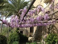 Et billede, der indeholder tr�, udend�rs, lilla/violet, bl�regn

AI-genereret indhold kan v�re ukorrekt.